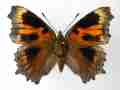 Nymphalis xanthomelas (aberrant cold shock) (Internet Image property of respective owner, non-commercial use only)